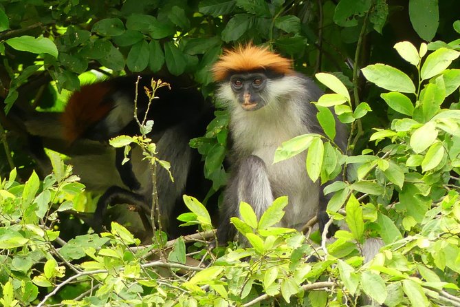 8 Days Safari to Mikumi, Ruaha & Udzungwa Mountains - Day 3: The long road to Ruaha through Iringa