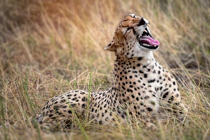 9-Day Serengeti Migration Footsteps Tanzania Safari - Why four nights in the Serengeti matters