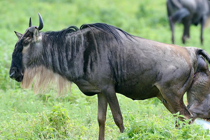 9-Day Serengeti Migration Footsteps Tanzania Safari - Day 3: Through the highlands to the Serengeti