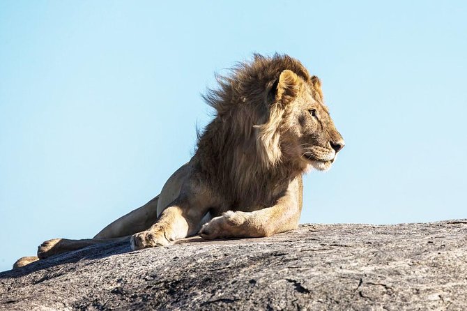 9-Day Serengeti Migration Footsteps Tanzania Safari - Days 4 and 5: The northern Serengeti and the Mara River