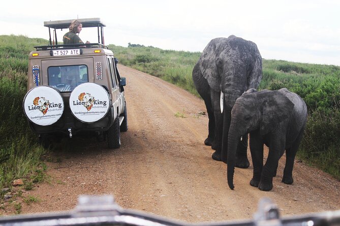 9-Day Serengeti Migration Footsteps Tanzania Safari - Day 7: From the Serengeti to the crater rim