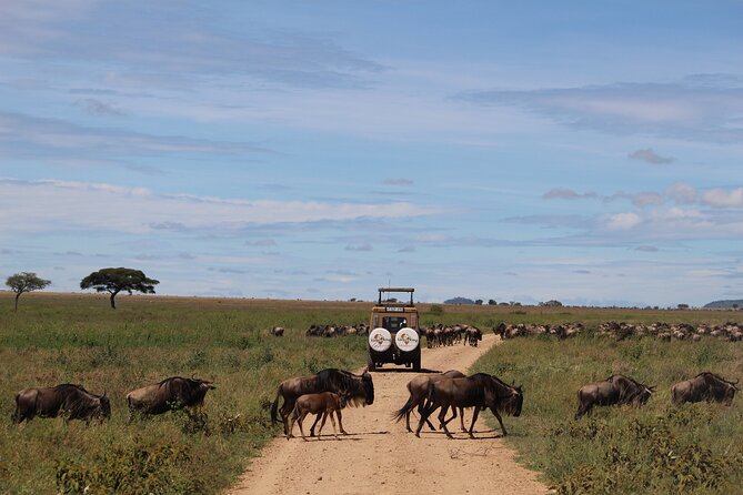9-Day Serengeti Migration Footsteps Tanzania Safari - Day 8: A full day inside Ngorongoro Crater