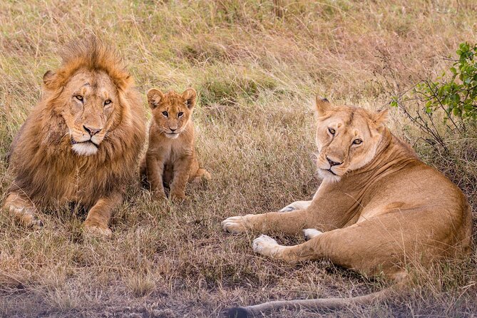 9-Day Ultimate Tanzania Honeymoon Safari Luxury Package - Why this safari feels made for a honeymoon