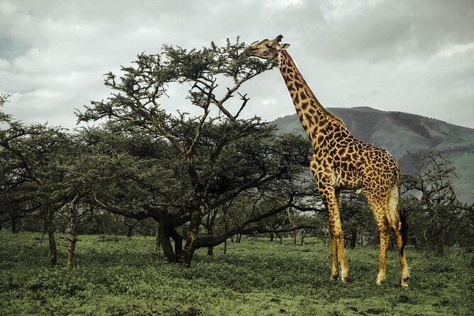9-Day Ultimate Tanzania Honeymoon Safari Luxury Package - Day 4: Hiking at Empakaai Crater