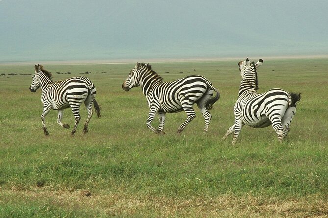 9-Day Ultimate Tanzania Honeymoon Safari Luxury Package - Days 2 and 3: Lake Manyara by vehicle, on foot, and after dark