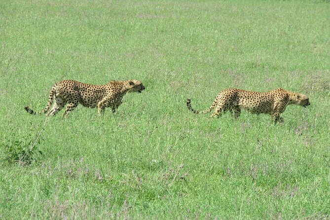 9 Days Safari To See Great Migration Crossing - Days 5 and 6: Proper Serengeti game-drive time
