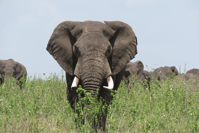 9 Days Safari To See Great Migration Crossing - Day 2: Tarangire’s river and elephant country