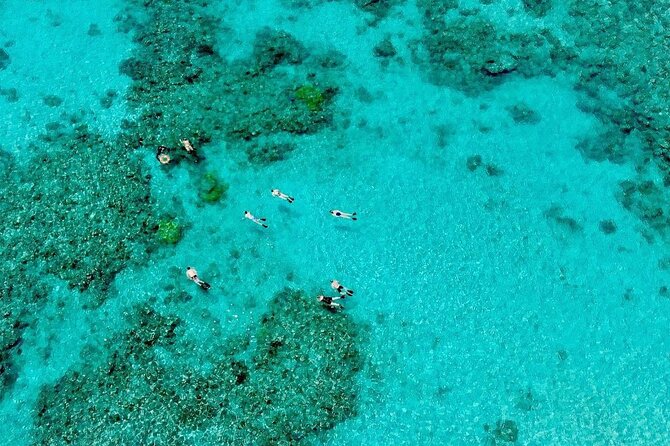 ABC Reef Safaris - What you may see beneath the surface