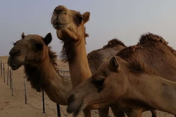 Abu Dhabi: 7-Hours Desert Safari with BBQ, Camel Ride & Sandboarding - The camel farm and the first photo stop