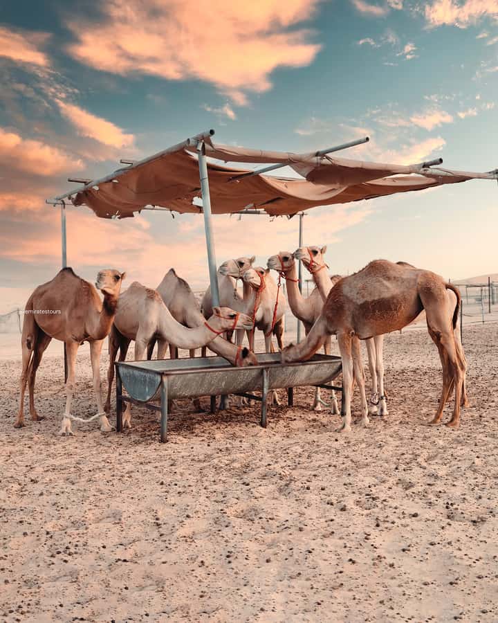 Abu Dhabi: Desert Safari with BBQ, Belly & Tannura Dance - Optional quad biking at extra cost
