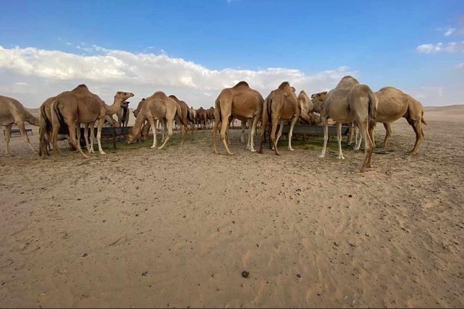 Abu Dhabi Desert safari with BBQ Dinner,Sandboarding & Camel ride - Belly dancing and the Tanoura show