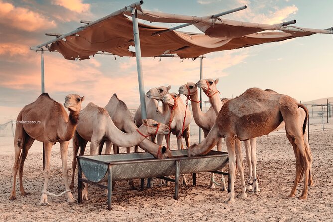 Abu Dhabi Evening Desert Safari BBQ, Camel Ride, Entertainments - Tanoura, fire, and belly dancing after dark