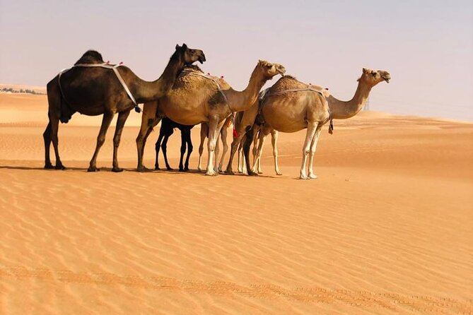Abu Dhabi: Evening Desert Safari with Camel Ride, BBQ & Live Show - Sunset at the camp and sandboarding