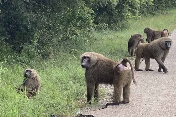 Accra Safari at Shai Hills and Boat Cruise + Cedis Beads - Booking, pickup, and cancellation advice