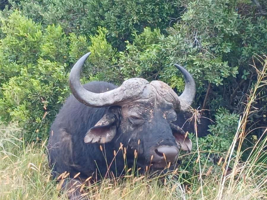 Addo Elephant Full Day Safari / Shore Excursions - Why Addo makes a strong safari day