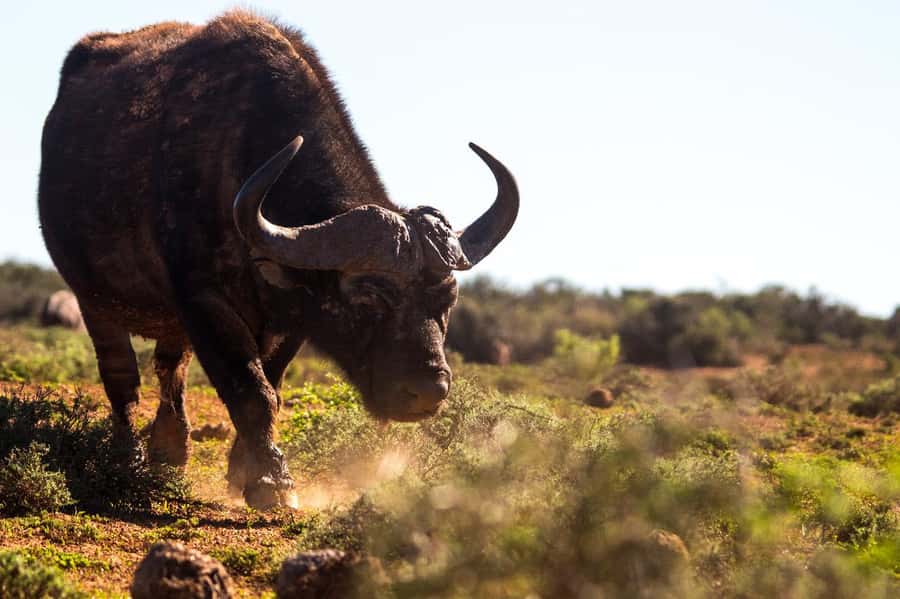 Addo Elephant Full Day Safari / Shore Excursions - Six hours of game driving, split into two sessions