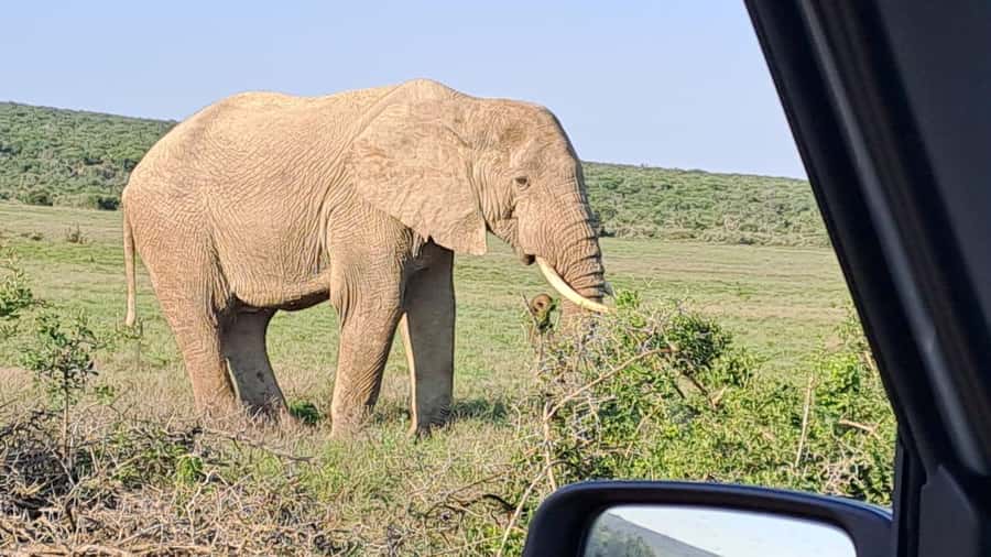Addo Elephant Full Day Safari / Shore Excursions - What you might see beyond the elephants