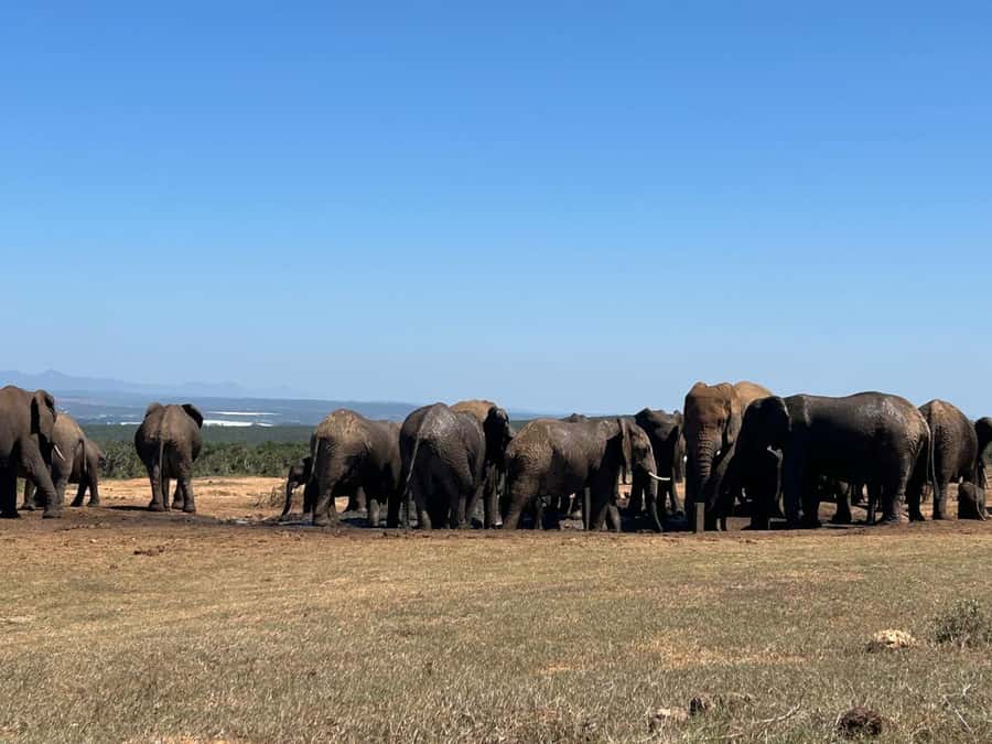 Addo Elephant Full Day Safari / Shore Excursions - The vehicle can make or break the experience