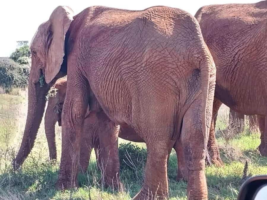 Addo Elephant Full Day Safari / Shore Excursions - Who should book this Addo safari?