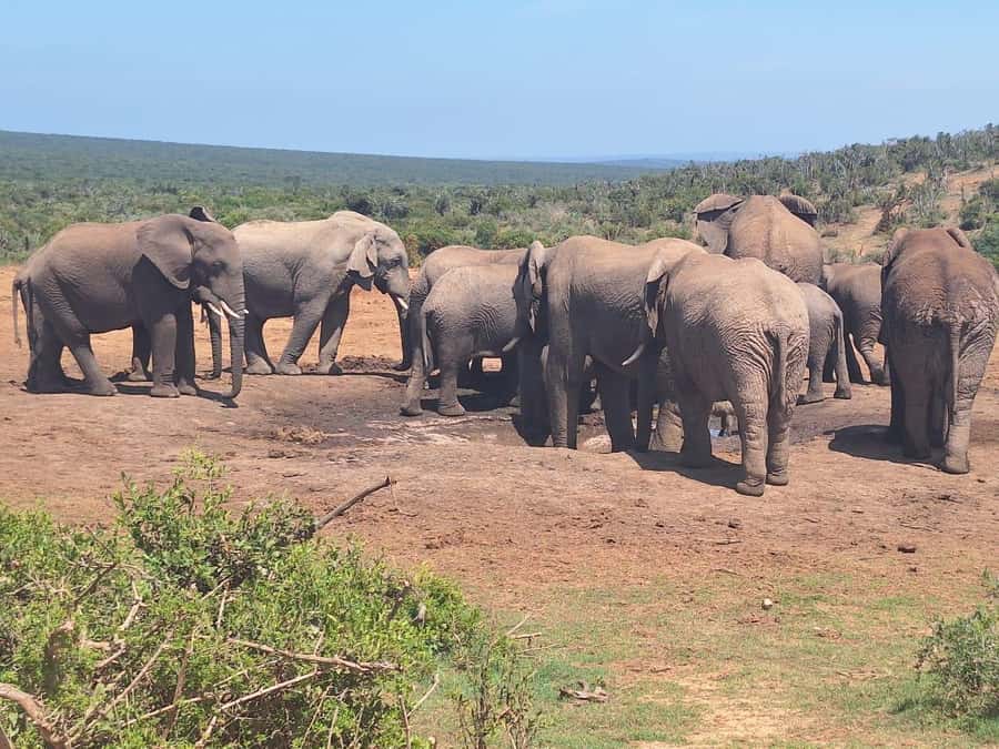 Addo Elephant Full Day Safari / Shore Excursions - Should you book it?