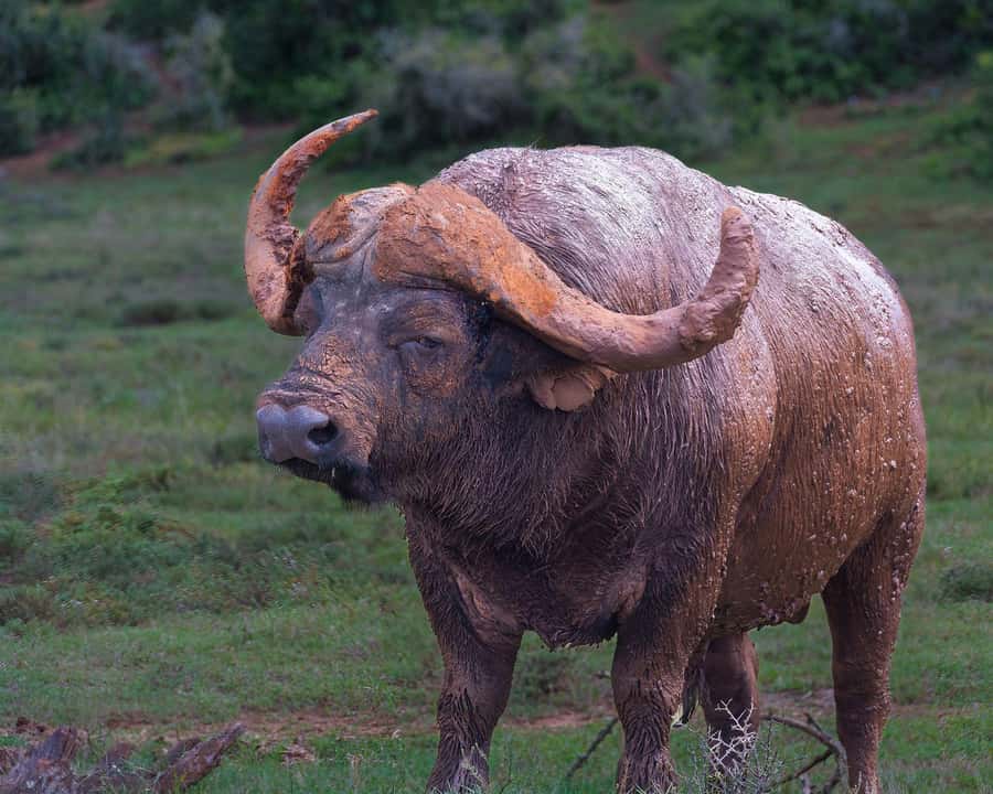 Addo Elephant Full Day Safari / Shore Excursions - Pickup from Gqeberha, Addo, Paterson, or Colchester