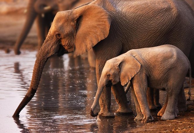 Addo Elephant Full Day Safari with a Traditional South African Braai (BBQ) Lunch - Key points to know before you book
