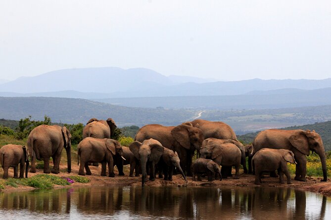 Addo Elephant Full Day Safari with a Traditional South African Braai (BBQ) Lunch - Why a full day in Addo makes sense