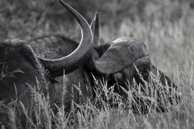 Addo Elephant Full Day Safari with a Traditional South African Braai (BBQ) Lunch - The coffee stop and the rhythm of a game drive