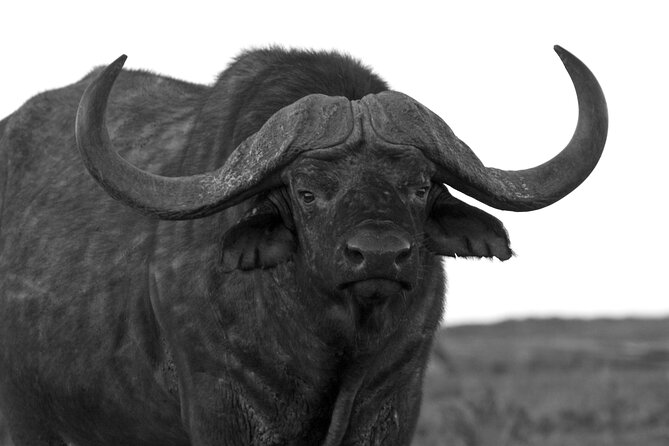 Addo Elephant Full Day Safari with a Traditional South African Braai (BBQ) Lunch - Elephant country around Addo’s waterholes