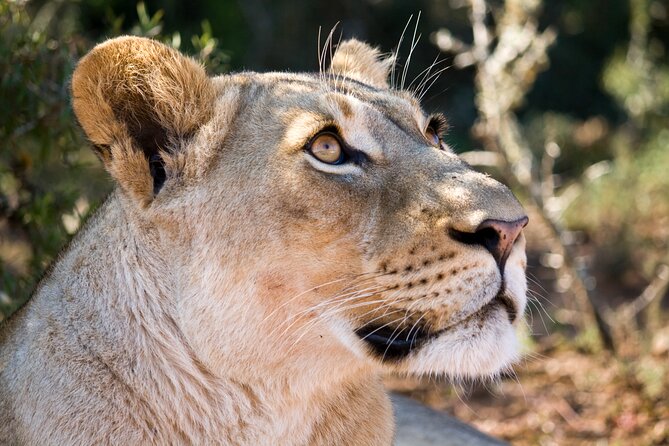 Addo Elephant Full Day Safari with a Traditional South African Braai (BBQ) Lunch - The afternoon drive and a second chance at wildlife