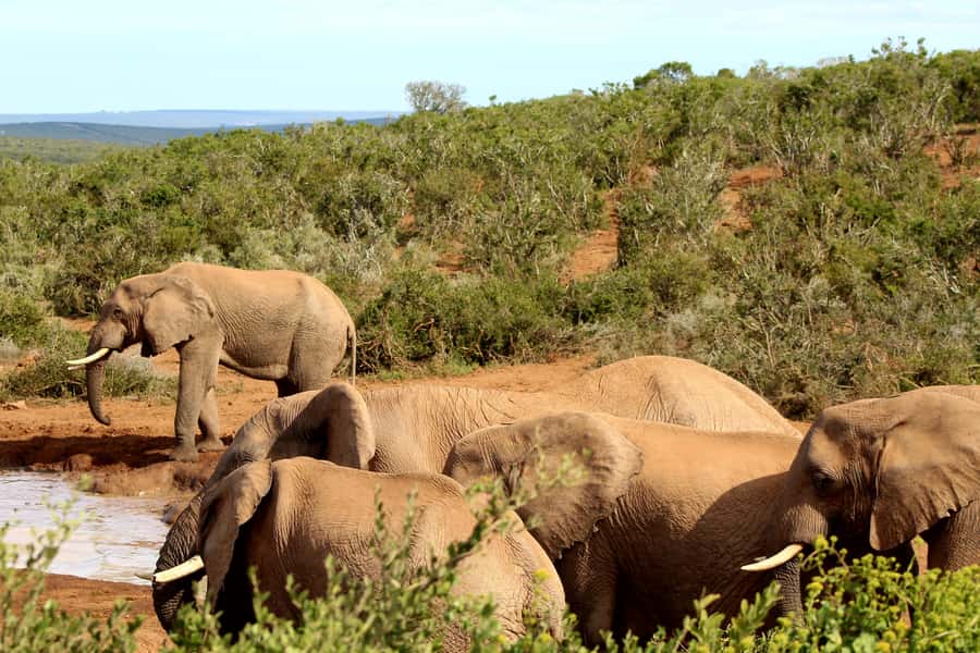 Addo Elephant National Park All Inclusive Full-Day Safari - Who will enjoy this safari most?