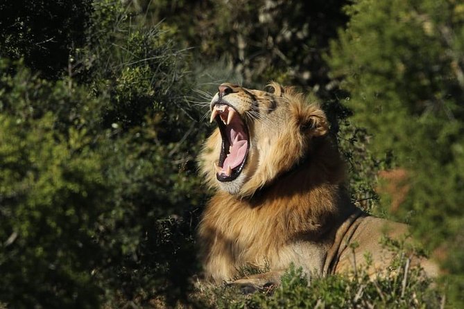 Addo Elephant National Park All Inclusive Full-Day Safari - Why Addo is such a good elephant safari