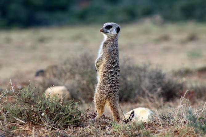 Addo Elephant National Park All Inclusive Full-Day Safari - The guides are a major part of the value