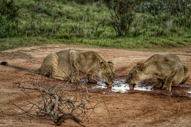 Addo Elephant National Park All Inclusive Full-Day Safari - Is the $147.52 price good value?