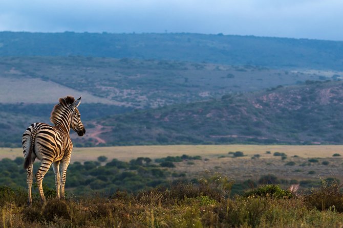 Addo Elephant National Park All Inclusive Full-Day Safari - Who will enjoy this safari most?