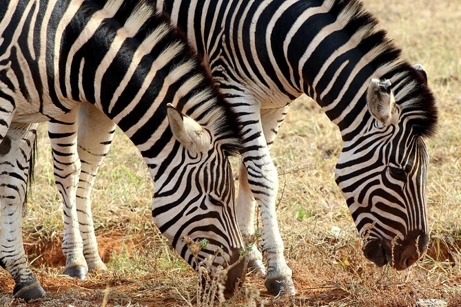 Addo Elephant National Park All Inclusive Full-Day Safari - Small practical details that improve the day