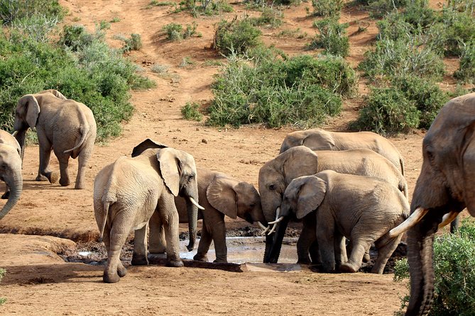 Addo Elephant National Park All Inclusive Full-Day Safari - Pickup from Port Elizabeth and the surrounding area