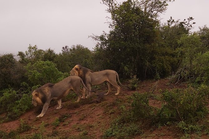 Addo Elephant National Park Full Day Safari - Key things to know before booking