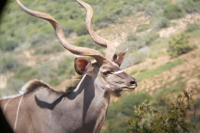 Addo Elephant National Park Full Day Safari - A proper South African braai in the park