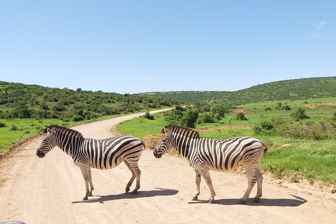 Addo Elephant National Park Full Day Safari - Who will enjoy this safari most