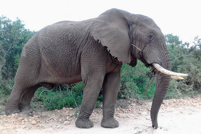 Addo Elephant National Park Full Day Safari - Weather, timing, and small practical points