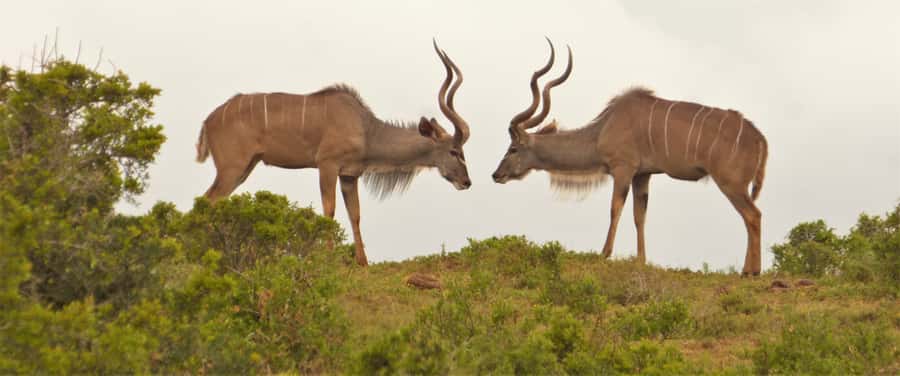 Addo Elephant National Park: Full-Day Safari Tour with Lunch - The private reserve is both a strength and a limitation