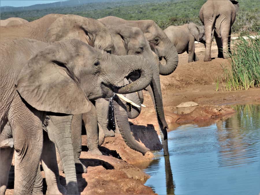 Addo Elephant National Park: Full-Day Safari Tour with Lunch - Guides who add more than animal names