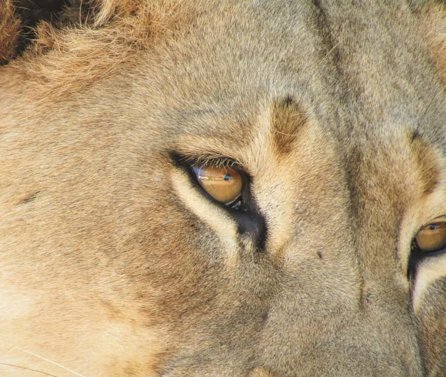 Addo Elephant National Park: Full-Day Safari Tour with Lunch - A braai lunch that earns its place in the day