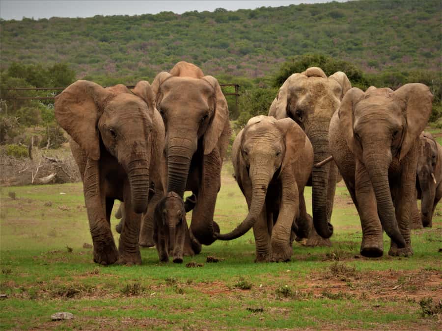Addo Elephant National Park: Full-Day Safari Tour with Lunch - What the northern and southern sections add