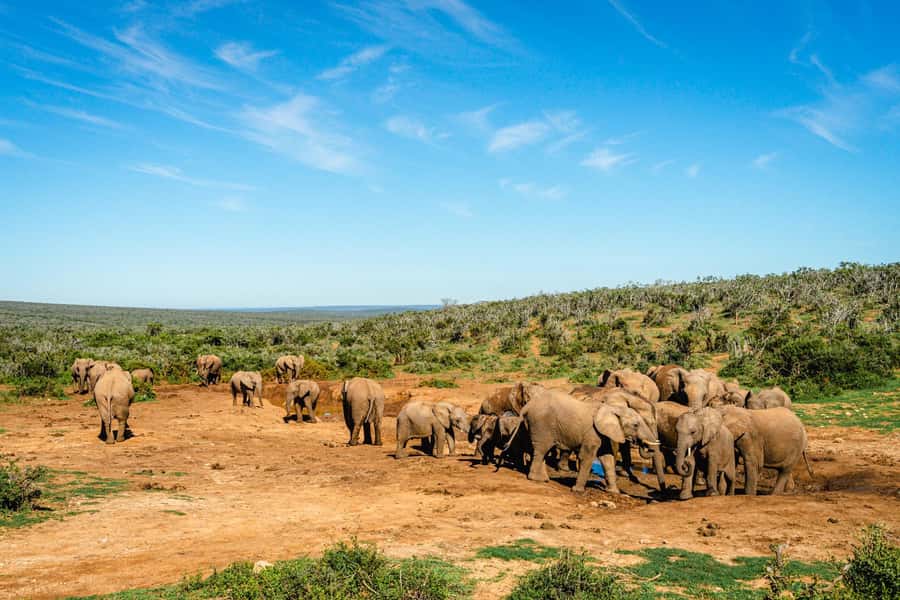 Addo Elephant National Park Full Day Safari with Braai Lunch - Key points at a glance