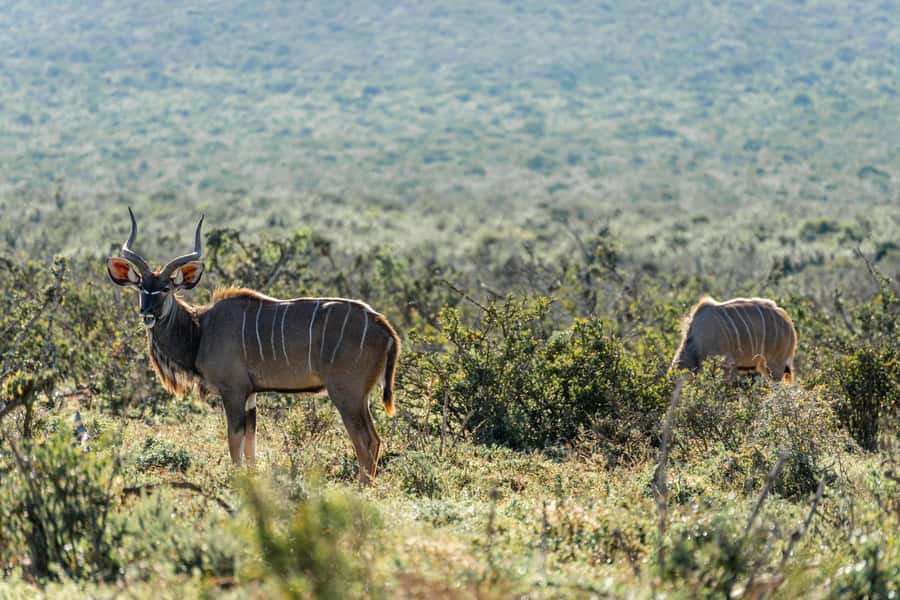 Addo Elephant National Park Full Day Safari with Braai Lunch - What to pack and who should skip it