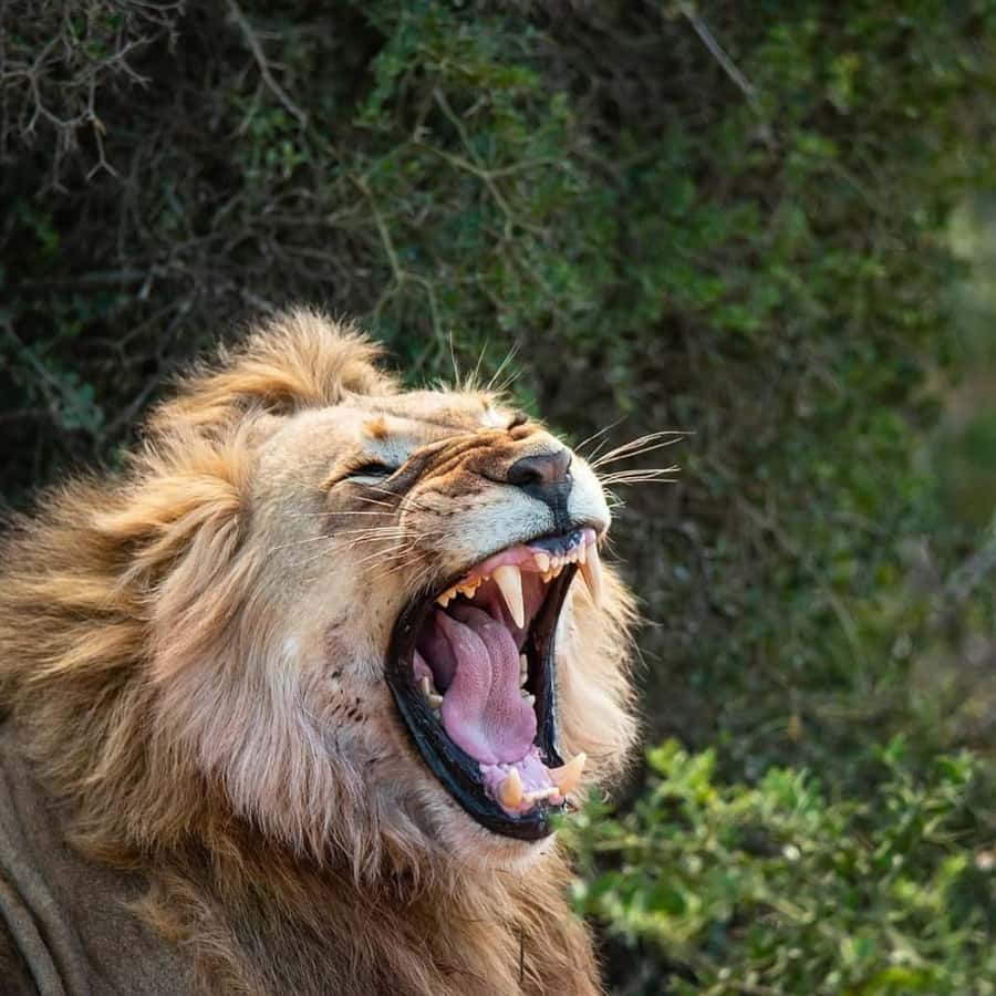 Addo Elephant National Park Full Day Safari with Braai Lunch - A full Addo day built around wildlife and food