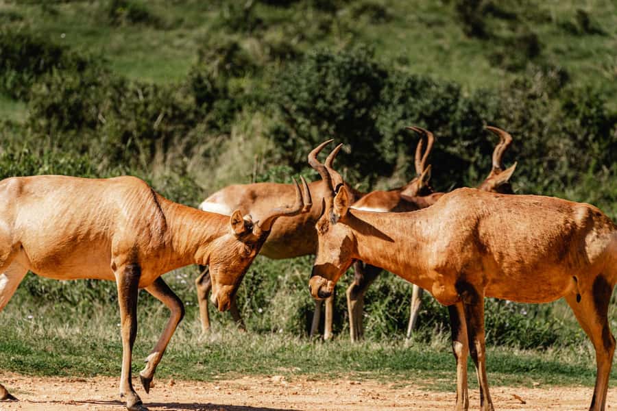 Addo Elephant National Park Full Day Safari with Braai Lunch - The braai lunch is a main event
