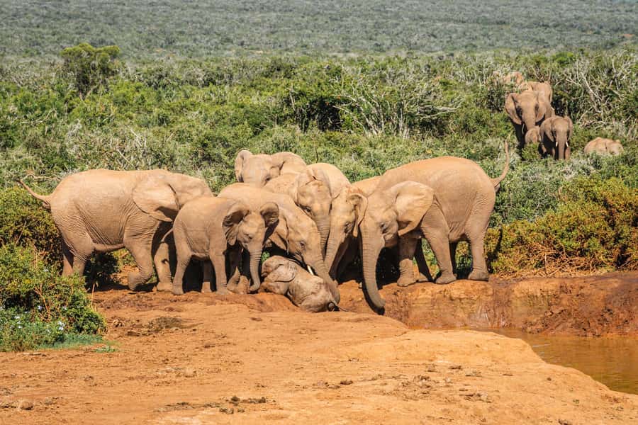 Addo Elephant National Park Full Day Safari with Braai Lunch - Afternoon waterholes and the main northern section